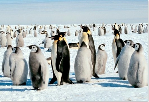 pinguins iles flakland