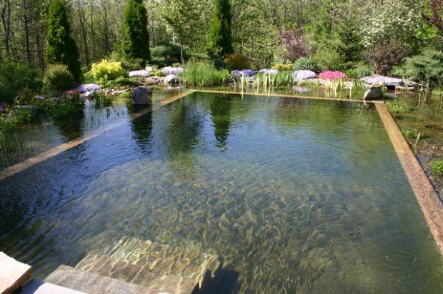 piscine écologique eau cristalline encadrée verdure