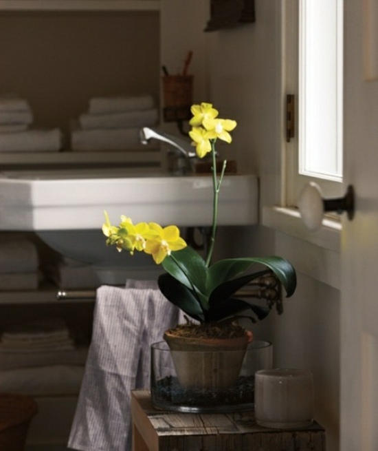 plante fleurie pour salle de bain