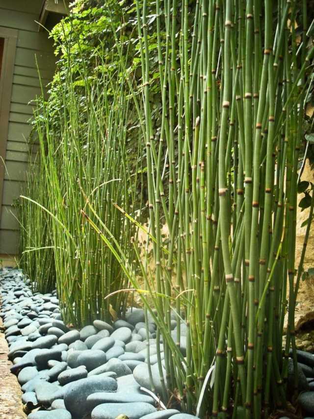 planter des bambous idée