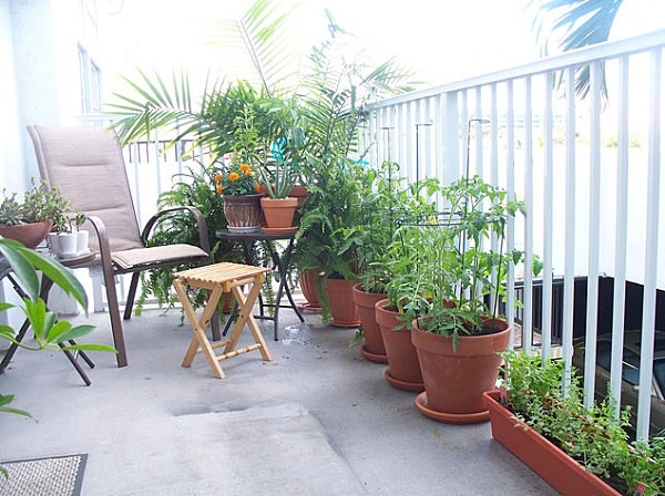 plantes bacs moderne aménagement jardin