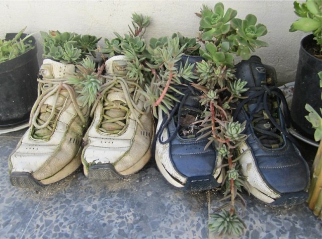 plantes chaussures pots