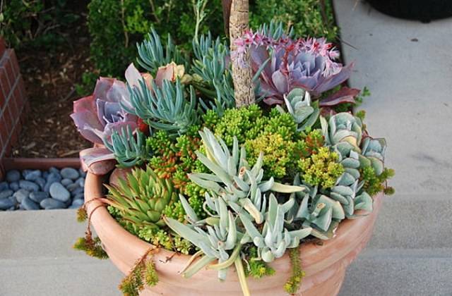 plantes succulantes arrangement grand pot