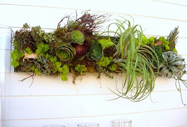 plantes succulantes arrangement mural