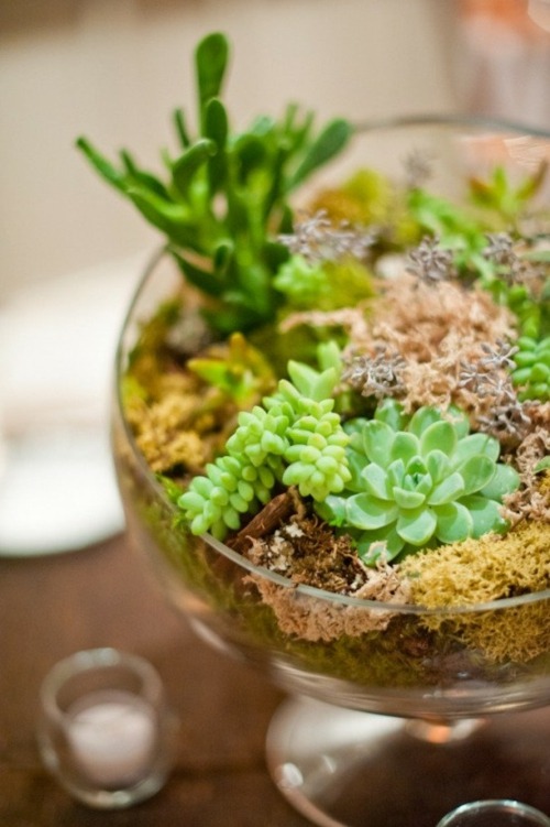 plantes succulentes jardin verre mini mousse