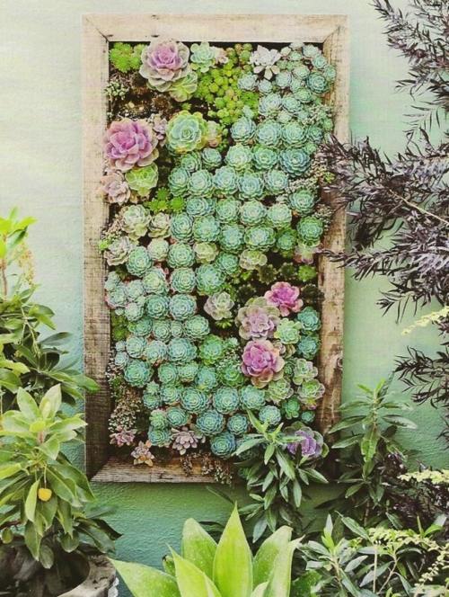 plantes succulentes mur vegetal verdure fleurir