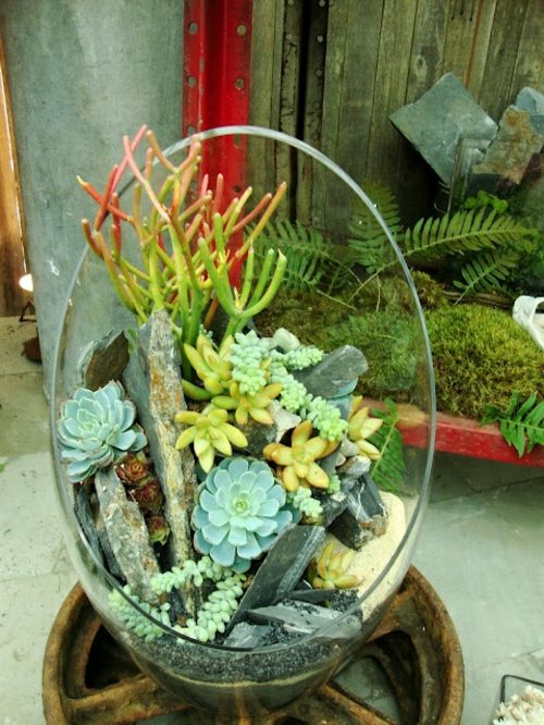 plantes succulentes vase verre coupe pot fleur