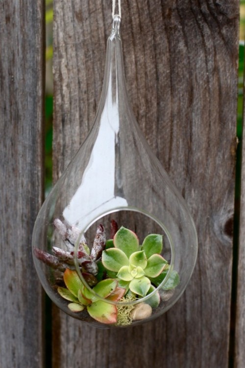 plantes succulentes verre goutte trou suspendu