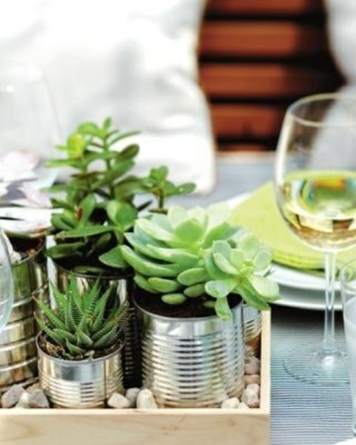 plantes succulentes verre vin cannette metal