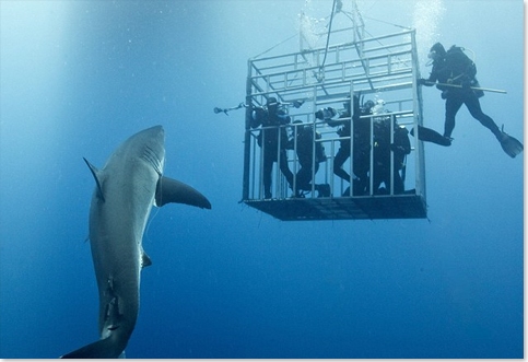 plongee sous marine requins sport extrême