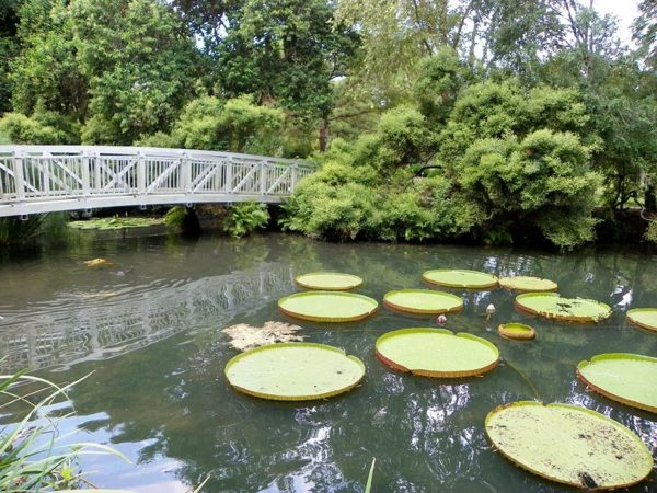 pont bassin koi plantes vertes