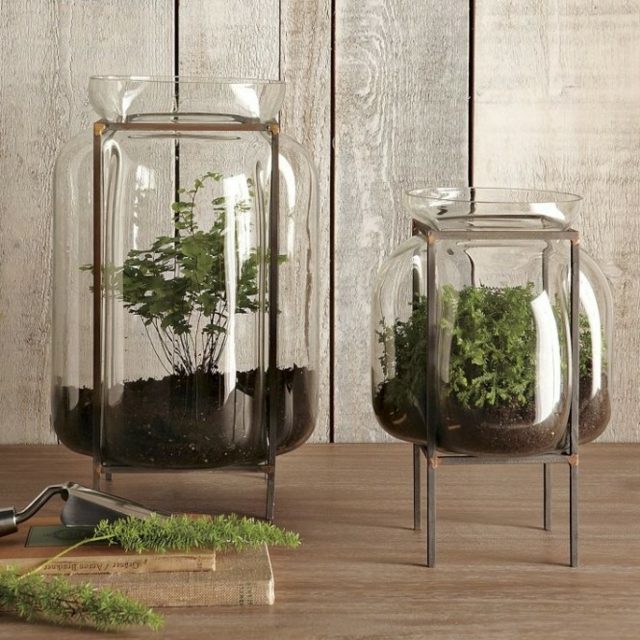 pots verre terrarium de plantes