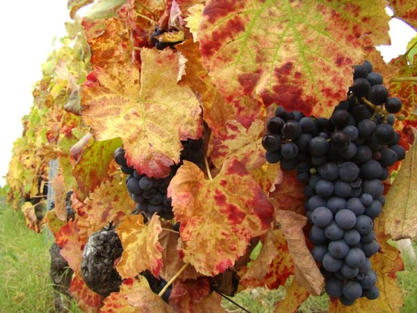 esprit d'automne aussi celui de la vendange raisin vin