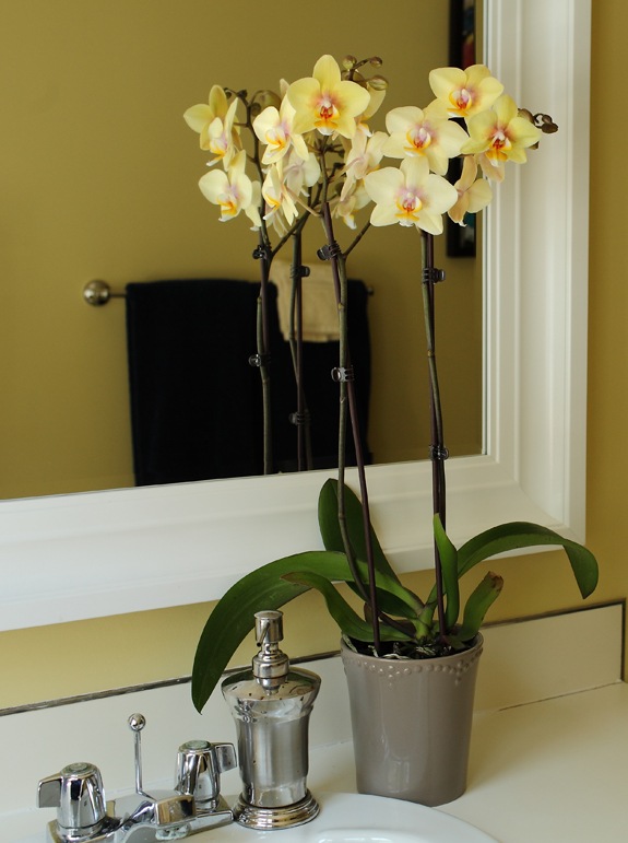 salle bain jaune decoration orchidee jaune