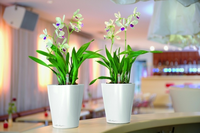 salle manger pots fleurs orchidees pas cher