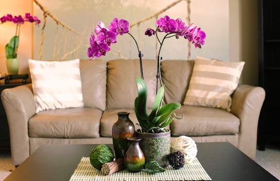 salon canape beige orchidee violette