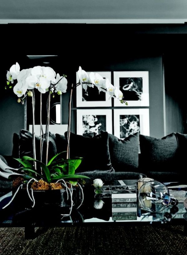 salon plante orchidee harmonise ensemble decor anterieur