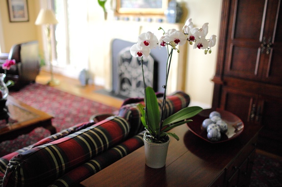 salon rouge decore orchidee blanche