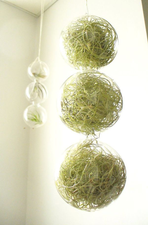 sphères verre plantes suspendre plafond