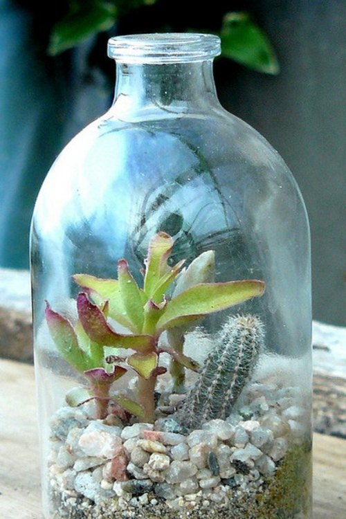 succulent bouteille verre gravier mini jardin