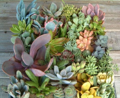 succulent variete multicolore couleur plante interieur