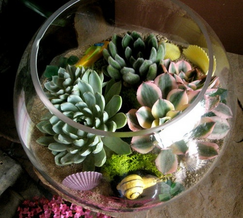 succulents-bol-pot-verre-transparent-jardinage-coquillage