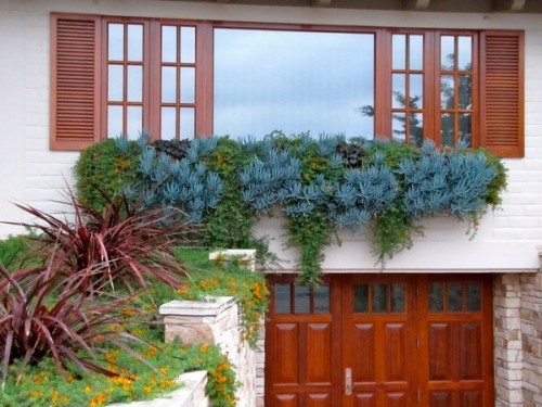 succulentes exterieur allege fenetre rampant bleu jardiniere