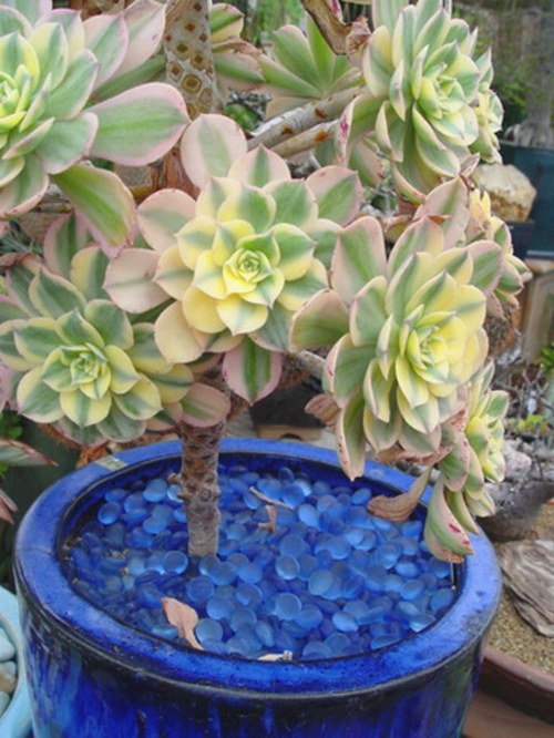 succulents pot bleu morceaux verre tige rosette bicolore