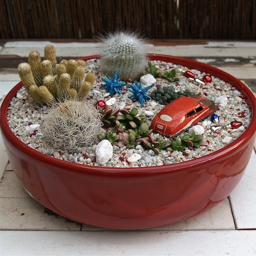succulents pot rouge cactus voiture gravier