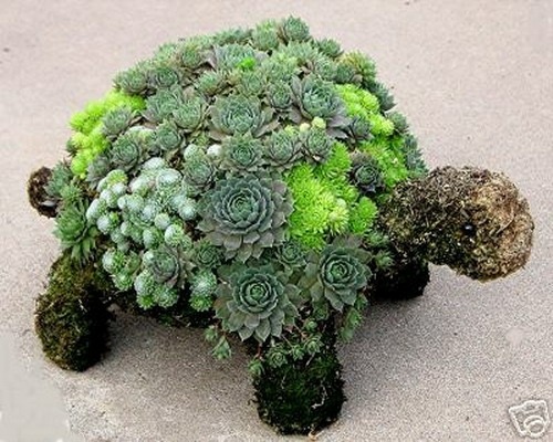 succulents tortue verdoyant animal plante jardinage topiaire