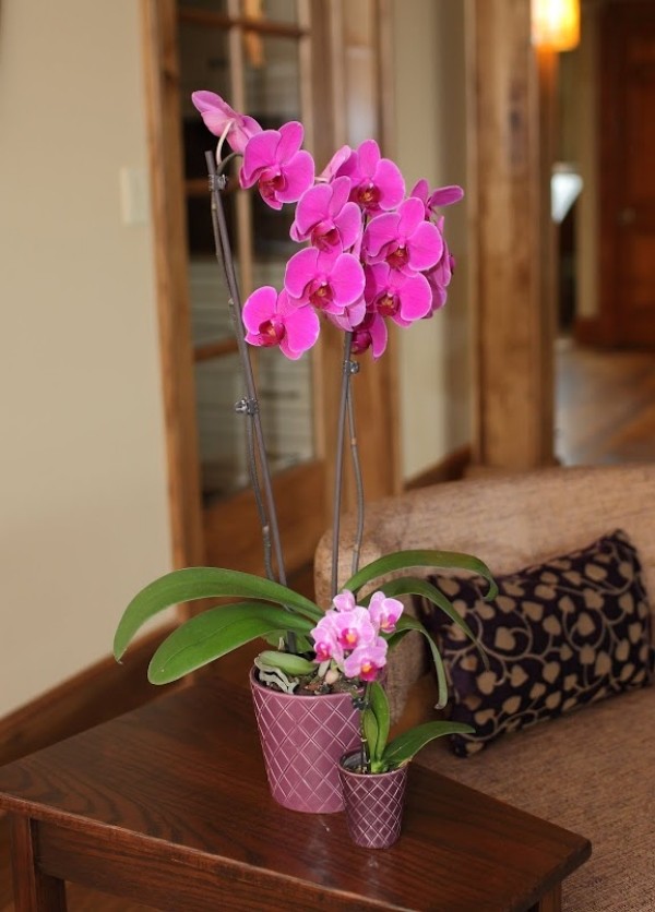 table basse decoration grande petite orchidees