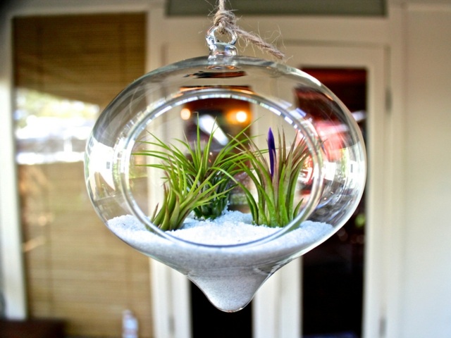 terrarium de plantes suspendu verre design