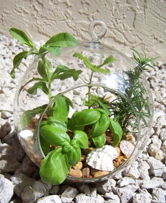 terrarium printemps basilic