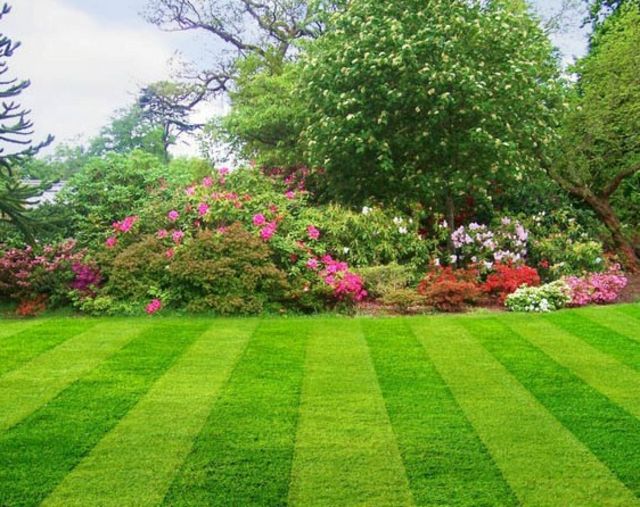 tondre la pelouse ligne droite