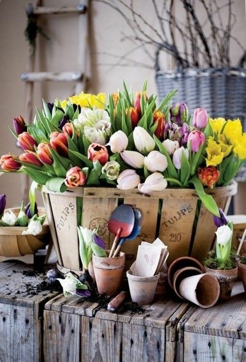 tulipes colorees pot bois