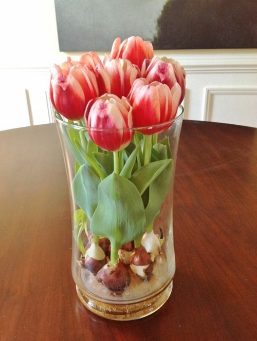 des tulipes tubercules vase