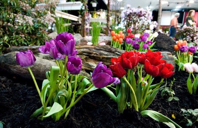 Aménager son jardin - tulips 