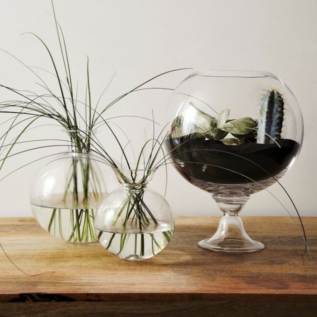 vase terrarium plantes eau terre