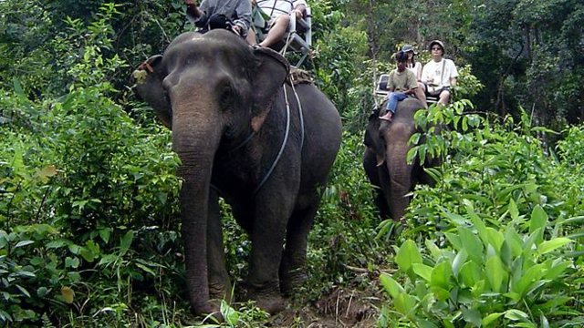 voyager elephant idee intéressante
